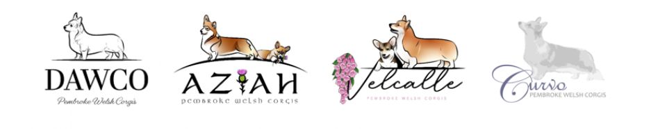 Aziah | Dawco | Velcalle | Curvo - Pembroke Welsh Corgis