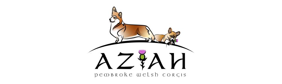 Aziah Pembroke Welsh Corgis
