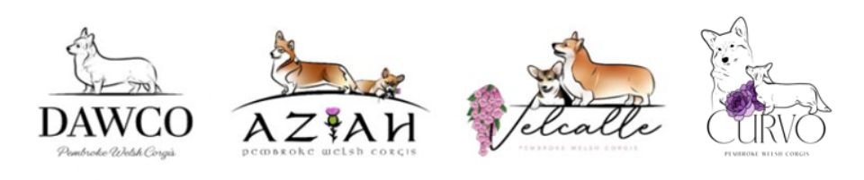 Aziah | Dawco | Velcalle | Curvo - Pembroke Welsh Corgis